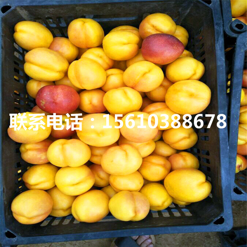 桃樹(shù)小苗管理技術(shù)、桃樹(shù)小苗多少錢(qián)一株