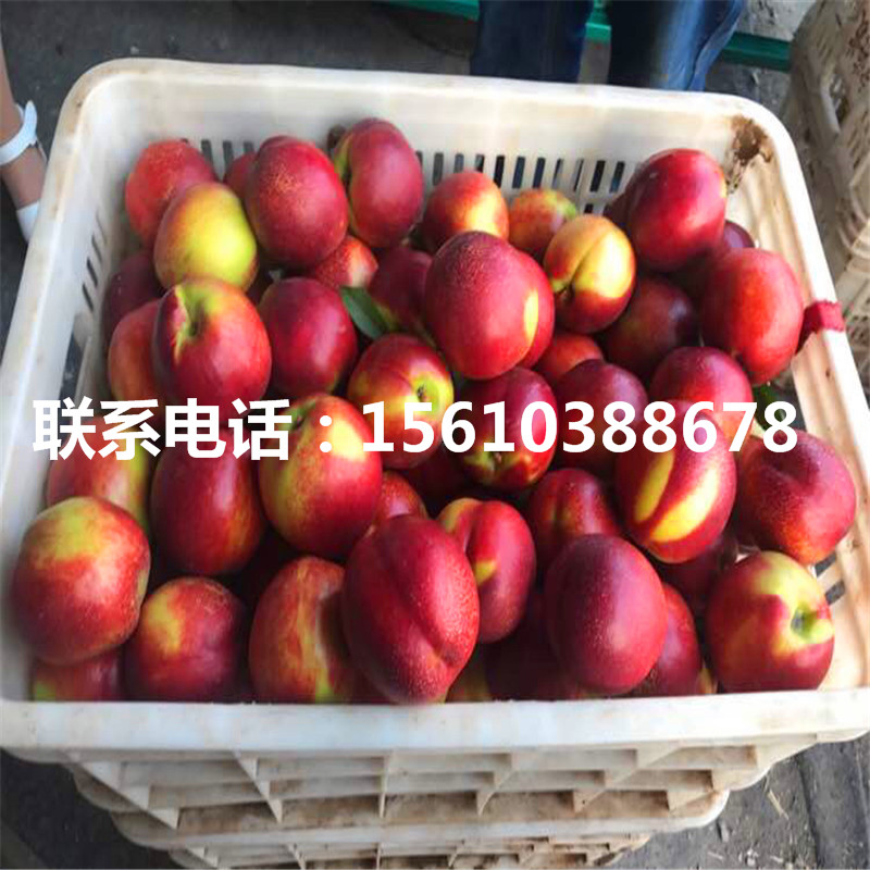桃樹小苗產(chǎn)地在哪里、桃樹小苗銷售基地