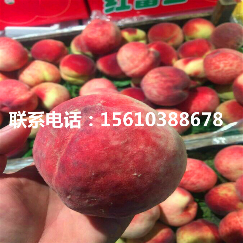 桃樹小苗出售、桃樹小苗出售基地