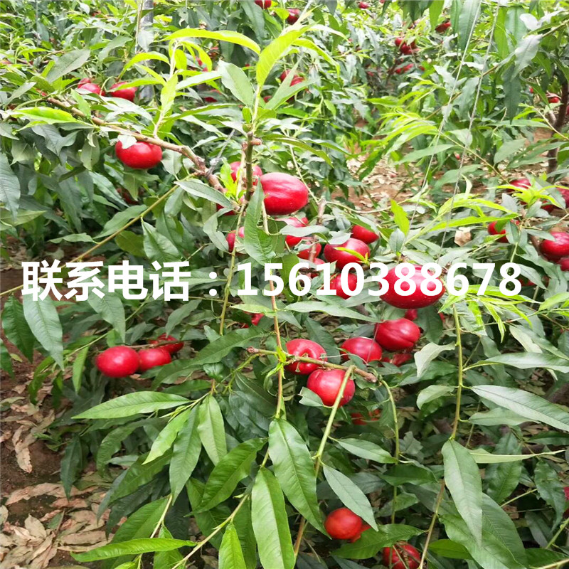 桃樹(shù)小苗幾年結(jié)果、桃樹(shù)小苗種植技術(shù)