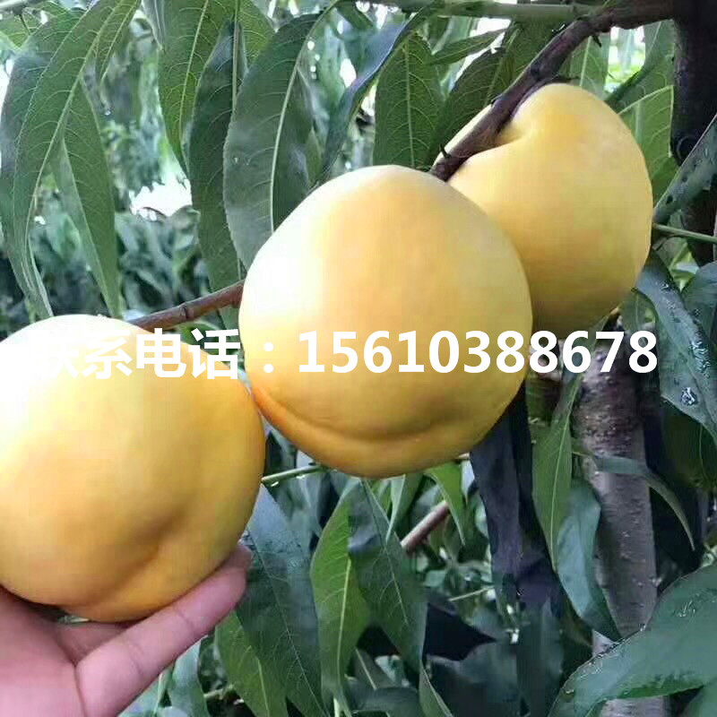 桃樹小苗多少錢一棵、桃樹小苗什么價格