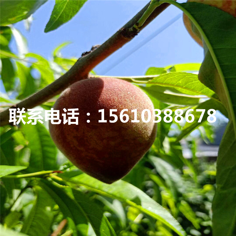桃樹小苗那家好、桃樹小苗價格多少