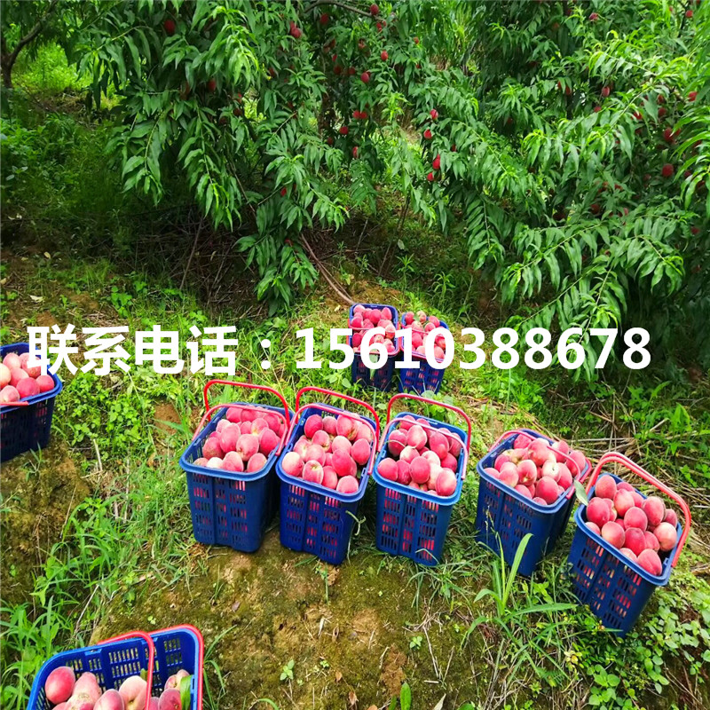 桃樹(shù)小苗幾年結(jié)果、桃樹(shù)小苗圖片