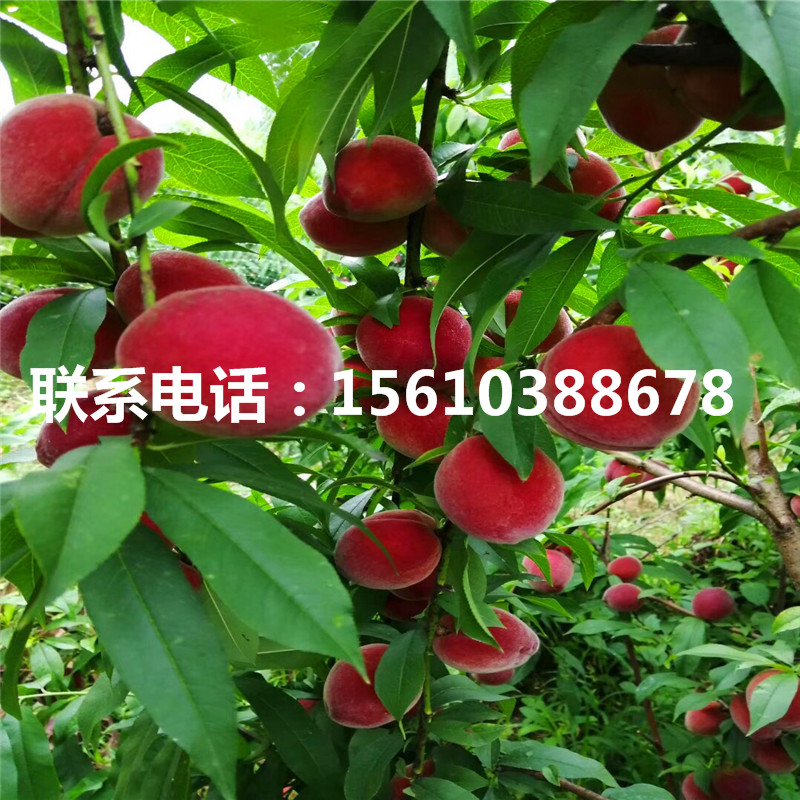 桃樹小苗多少錢一棵、桃樹小苗出售價(jià)錢