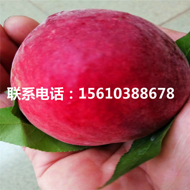 桃樹小苗那種好、桃樹小苗多少錢一棵