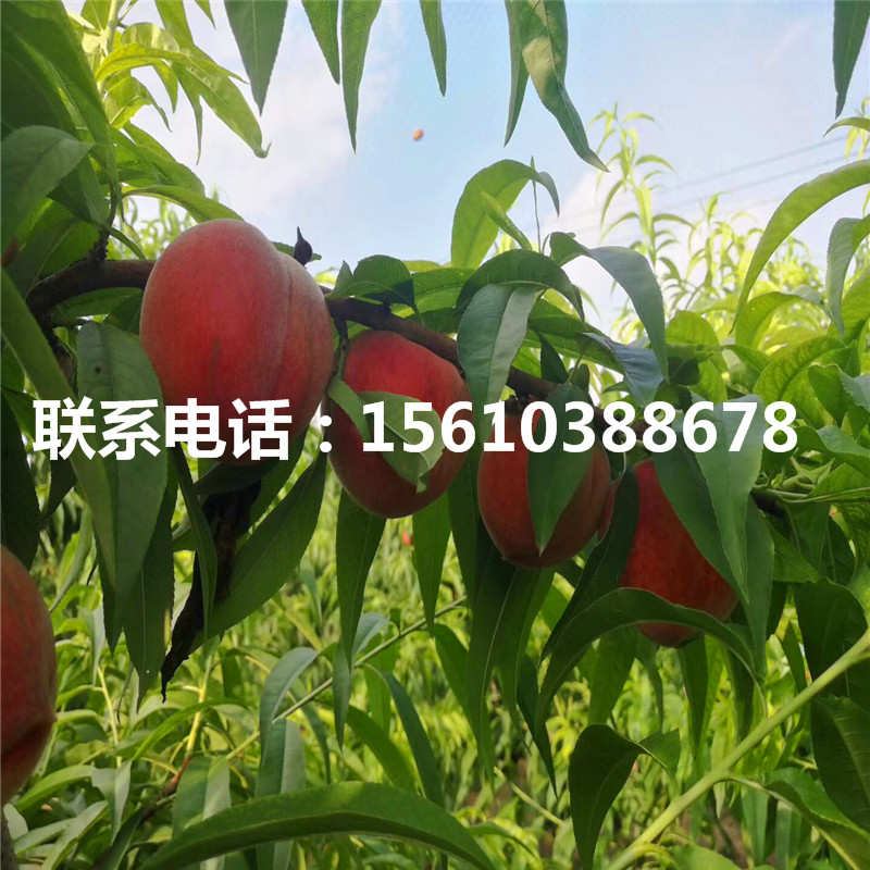 桃樹小苗一畝地產(chǎn)多少斤、桃樹小苗栽培技術(shù)
