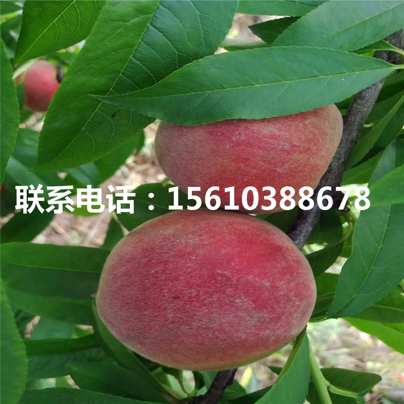 桃樹小苗出售、桃樹小苗出售基地