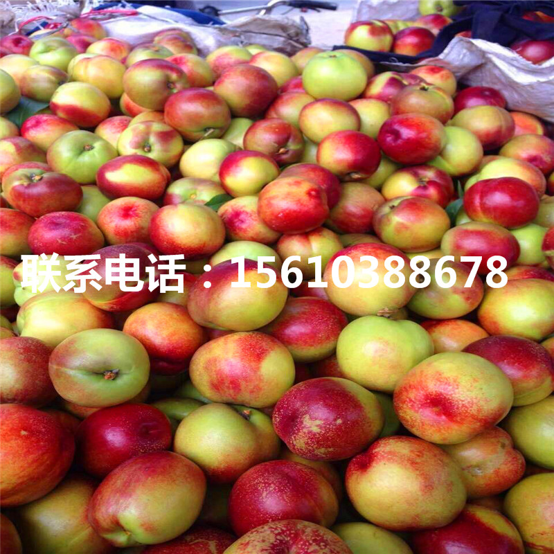 桃樹小苗上車價格、桃樹小苗什么價格