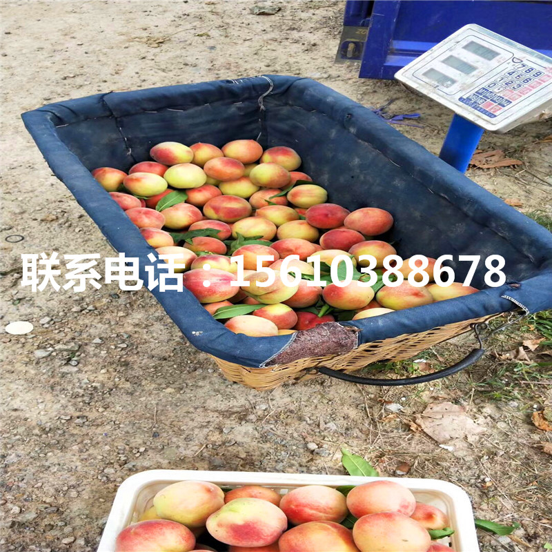 桃樹(shù)小苗一畝地栽多少棵、桃樹(shù)小苗哪里有賣的