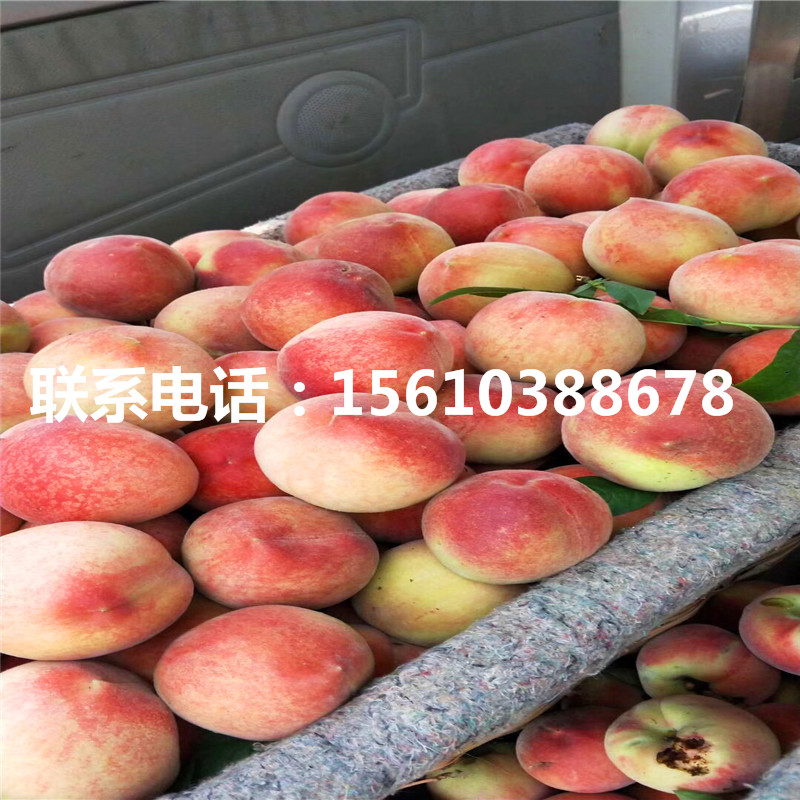 桃樹(shù)小苗圖片、桃樹(shù)小苗哪里價(jià)格便宜