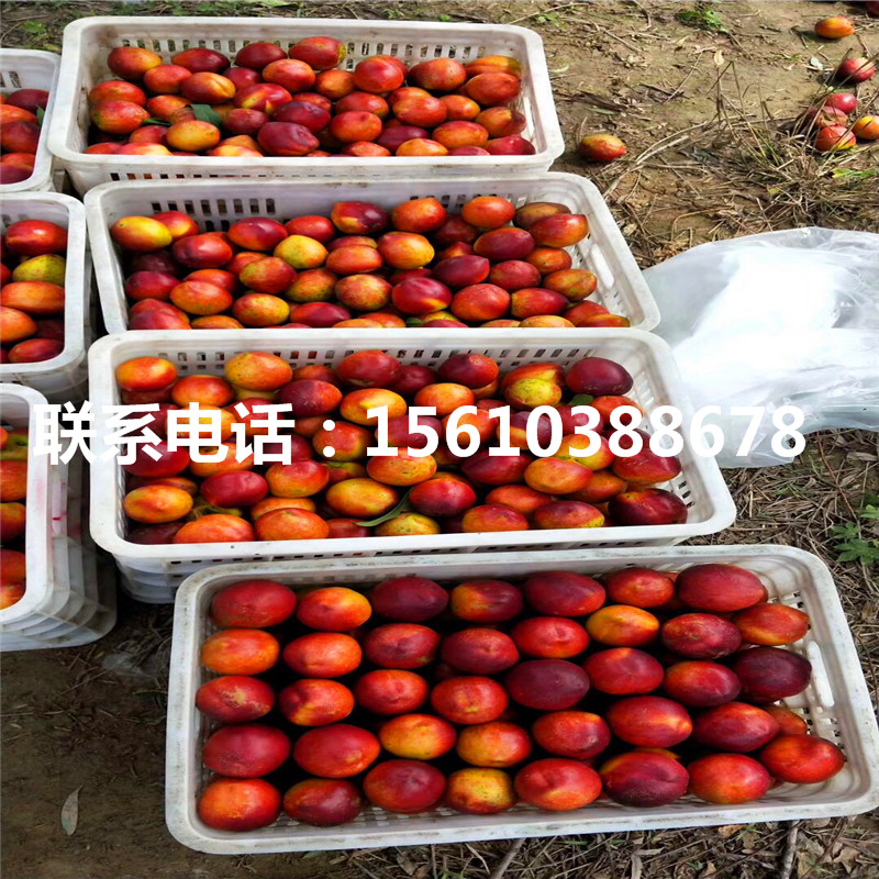 桃樹小苗批發(fā)多少錢、桃樹小苗價格及報價