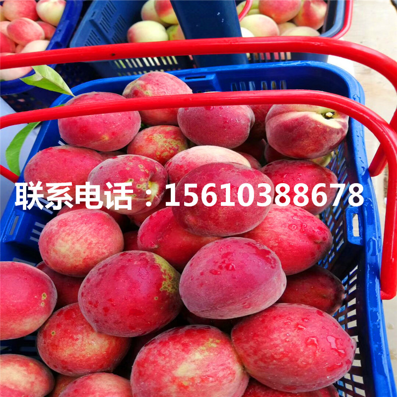 桃樹小苗一棵多少錢、桃樹小苗哪里出售