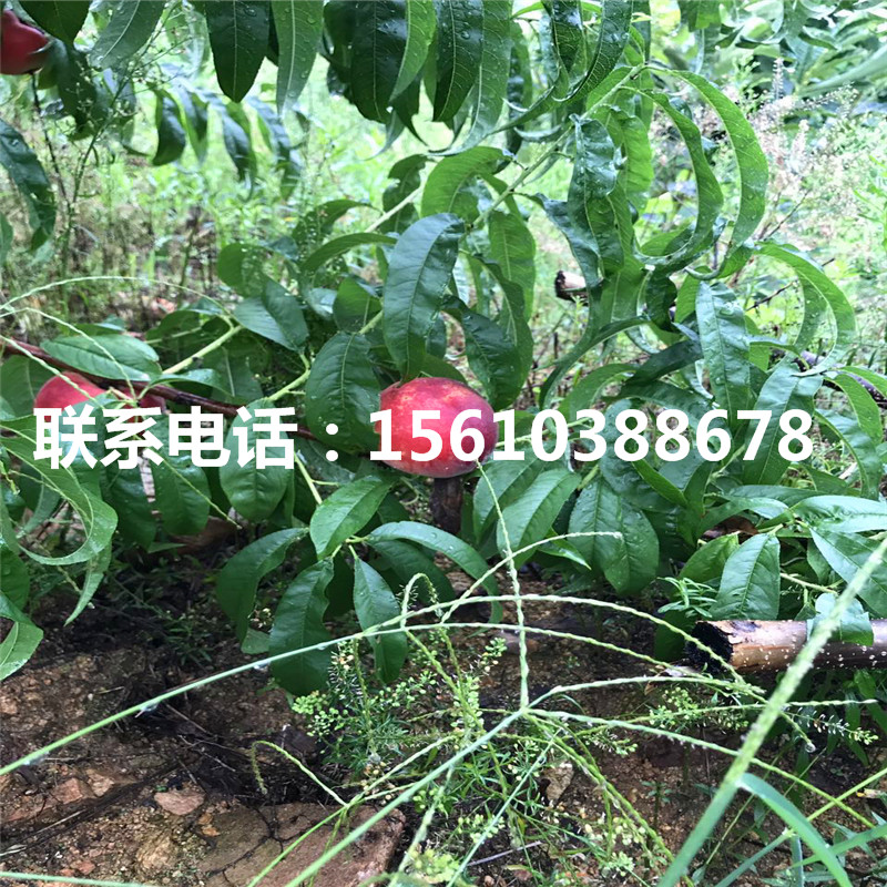 桃樹小苗一畝地栽多少棵、桃樹小苗圖片