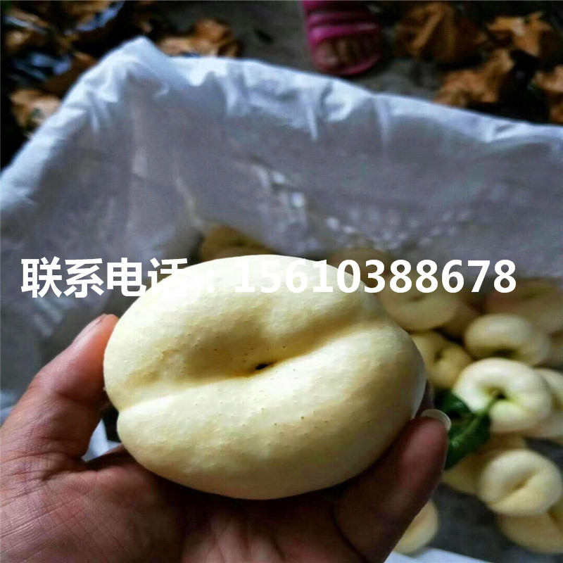桃樹小苗那家好、桃樹小苗價格多少