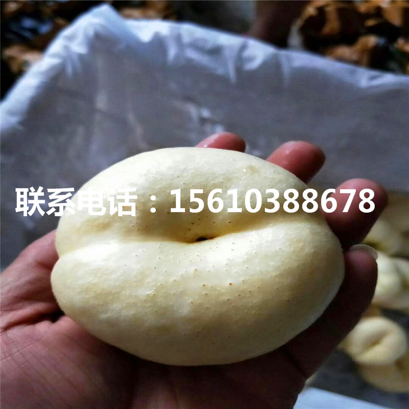 桃樹小苗多少錢一棵、桃樹小苗出售價(jià)錢