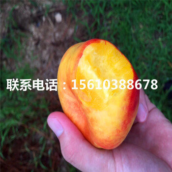 桃樹小苗價格多少、桃樹小苗價格多少