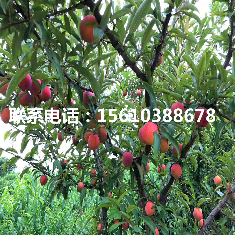 桃樹(shù)小苗圖片、桃樹(shù)小苗圖片