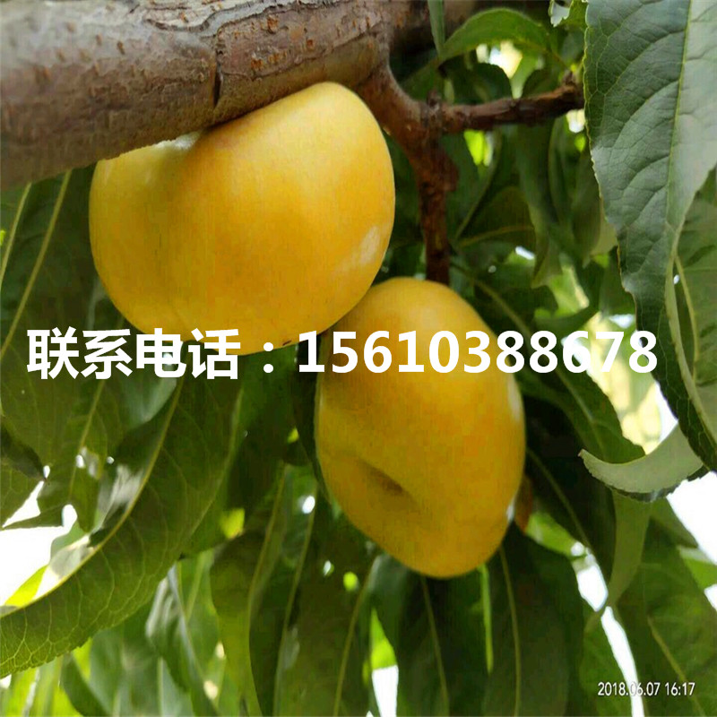 桃樹(shù)小苗一畝地栽多少棵、桃樹(shù)小苗哪里有賣的