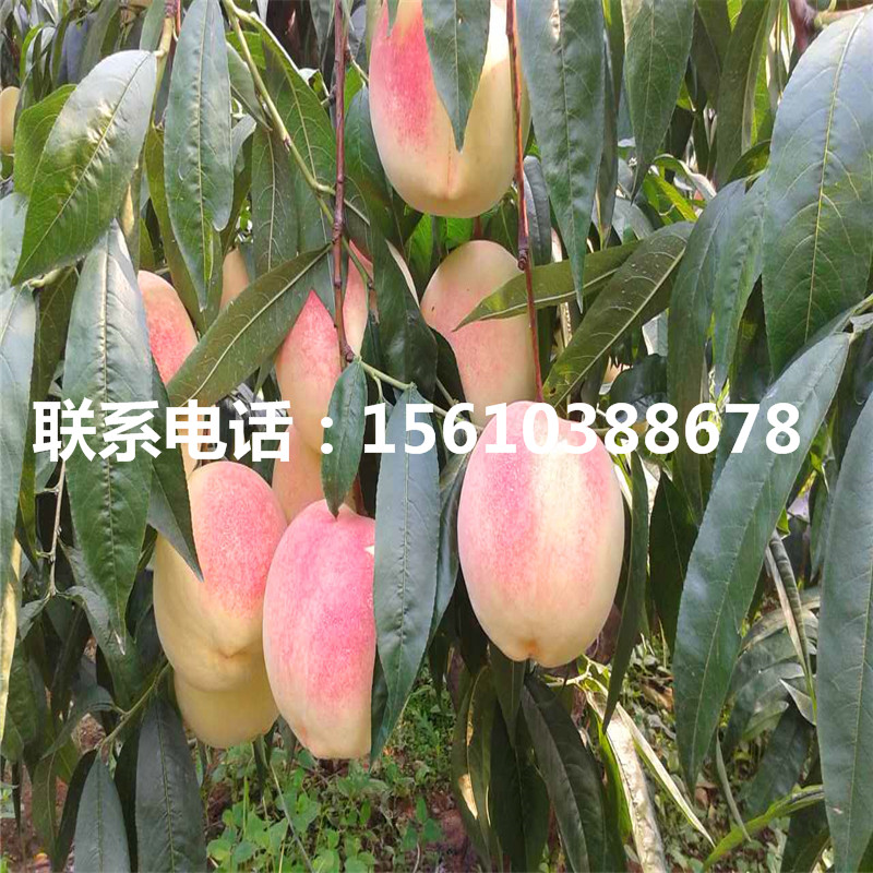 桃樹小苗多少錢一棵、桃樹小苗批發(fā)多少錢