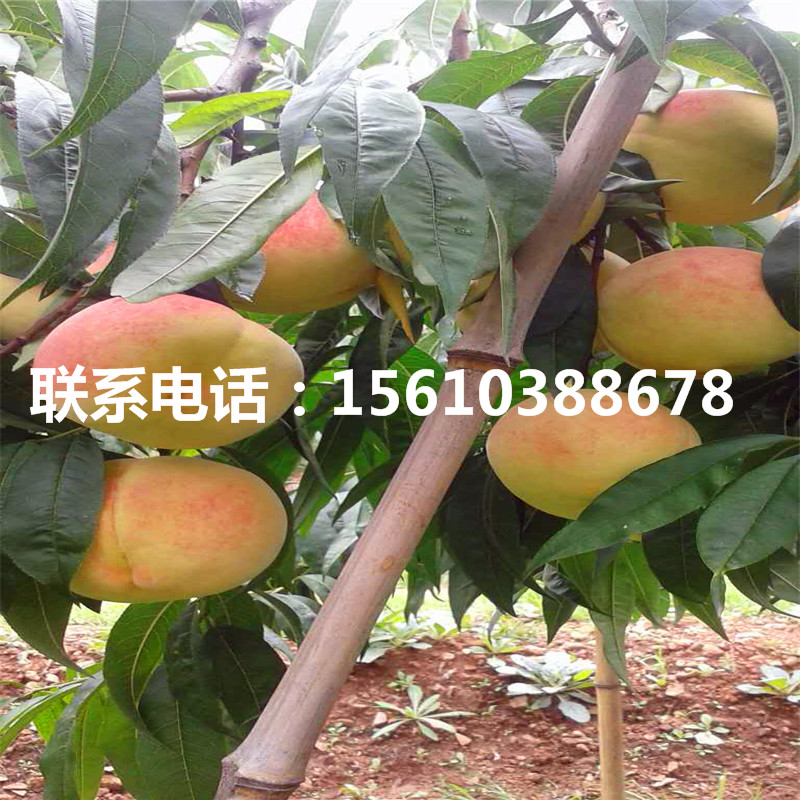 桃樹(shù)小苗報價(jià)、桃樹(shù)小苗供應商