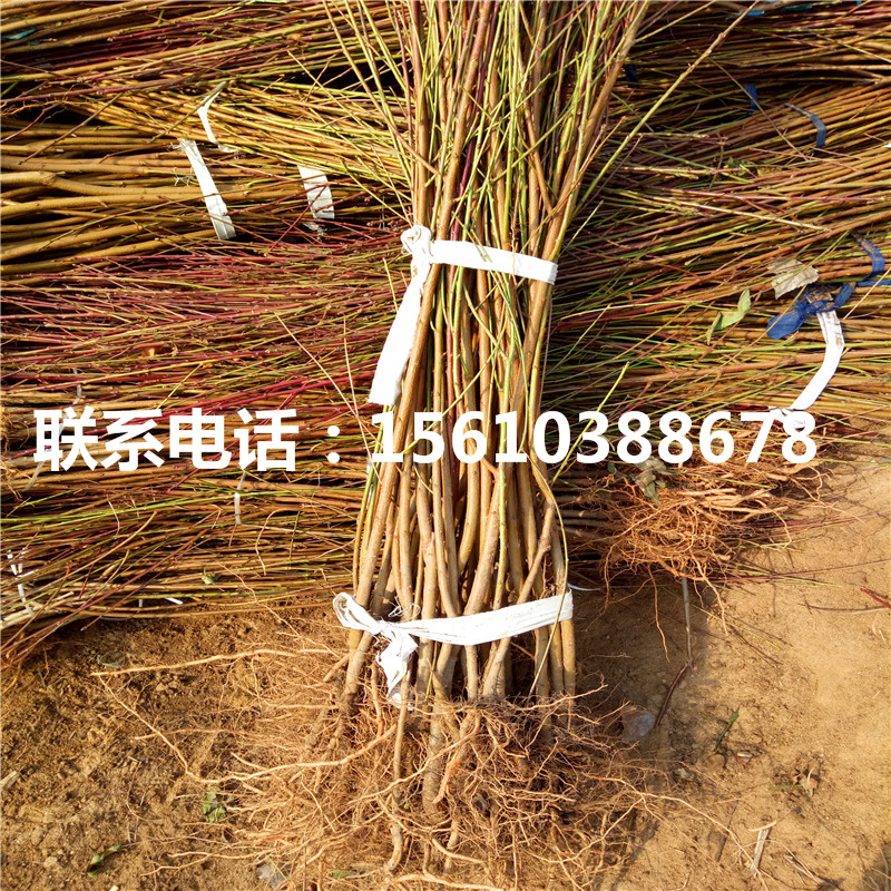 桃樹小苗那家好、桃樹小苗批發(fā)什么價(jià)格