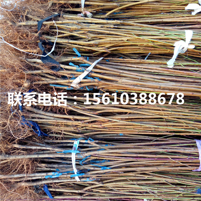 桃樹小苗那家好、桃樹小苗批發(fā)什么價(jià)格