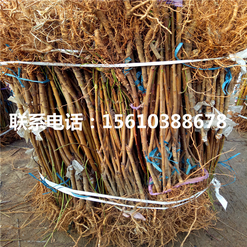 桃樹小苗多少錢一棵、桃樹小苗出售價(jià)錢