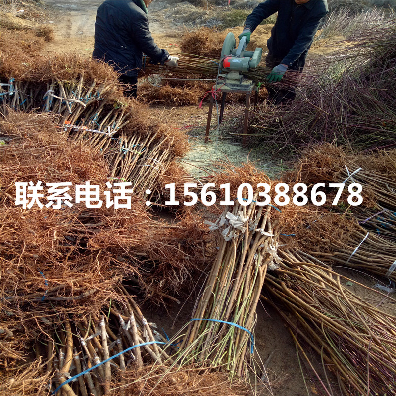 桃樹小苗那種好、桃樹小苗多少錢一棵