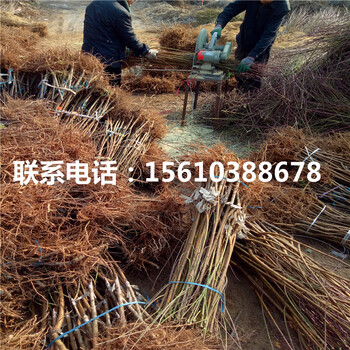 桃樹小苗一棵多少錢、桃樹小苗批發(fā)多少錢