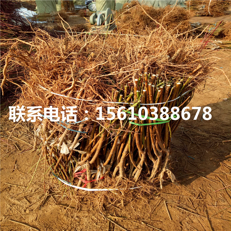 2019年桃樹(shù)小苗價(jià)格多少