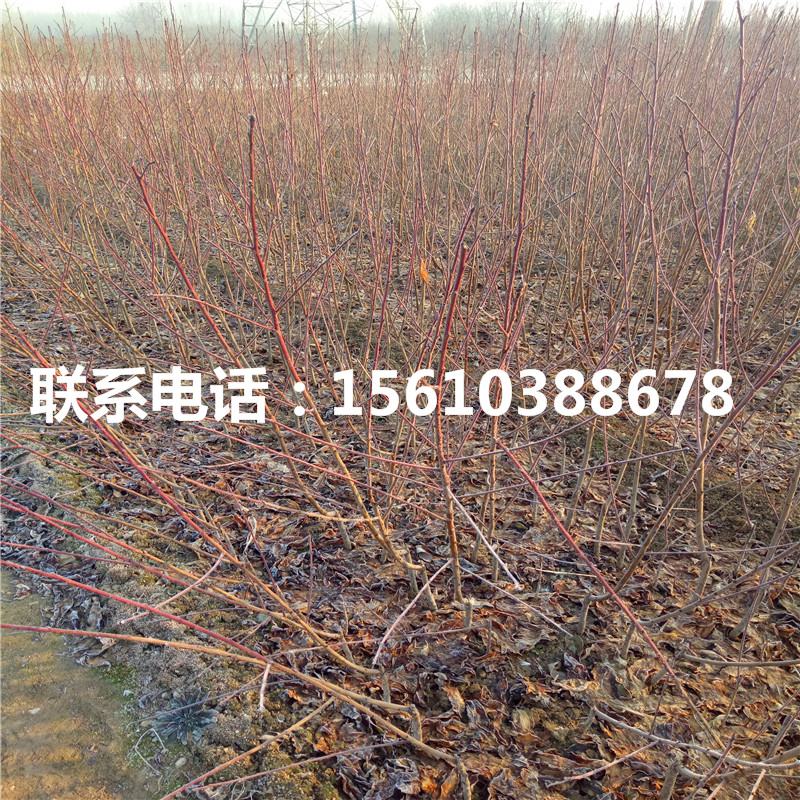 桃樹(shù)小苗報價(jià)、桃樹(shù)小苗供應商