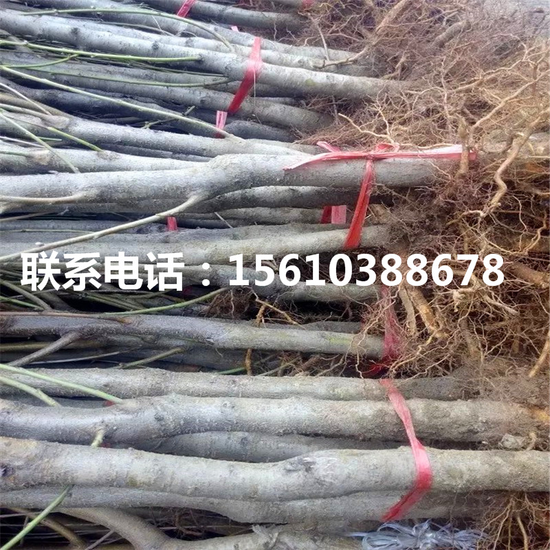 桃樹小苗那家好、桃樹小苗價格多少