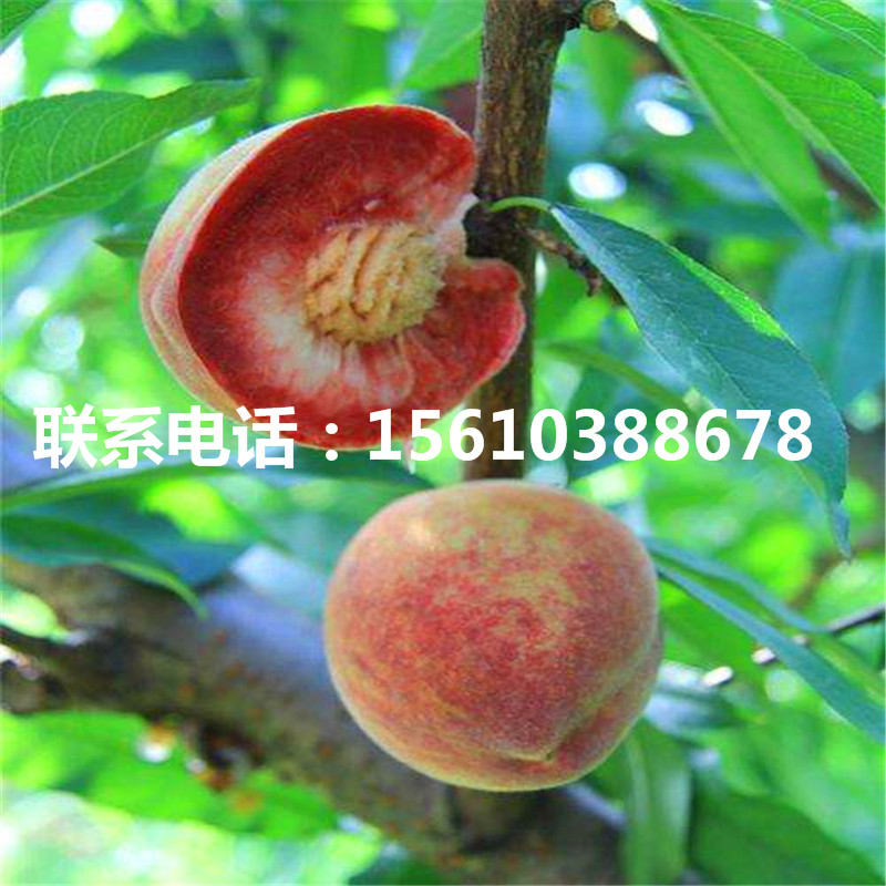 桃樹小苗上車價格、桃樹小苗什么價格