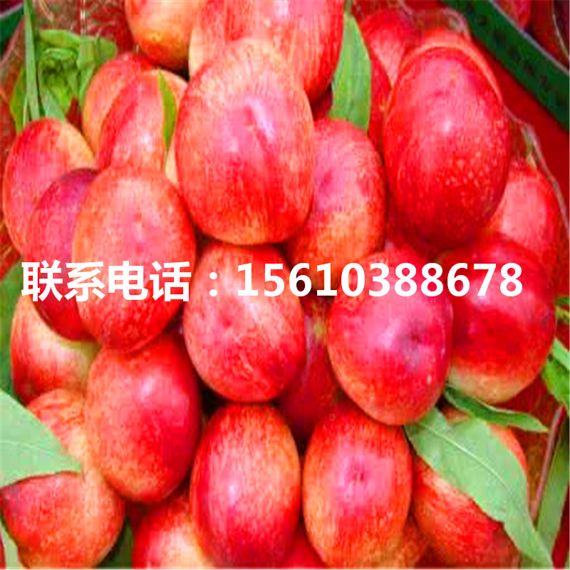 桃樹(shù)小苗管理技術(shù)、桃樹(shù)小苗多少錢(qián)一株