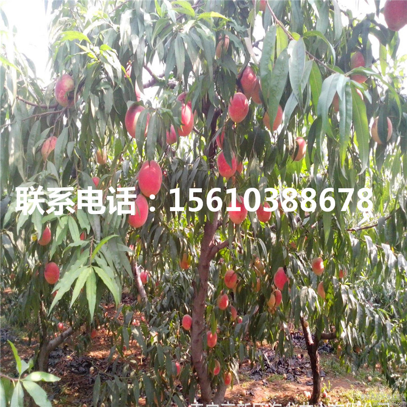 桃樹小苗那種好、桃樹小苗批發(fā)多少錢