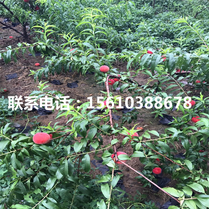 桃樹小苗包郵價格、桃樹小苗價格多少
