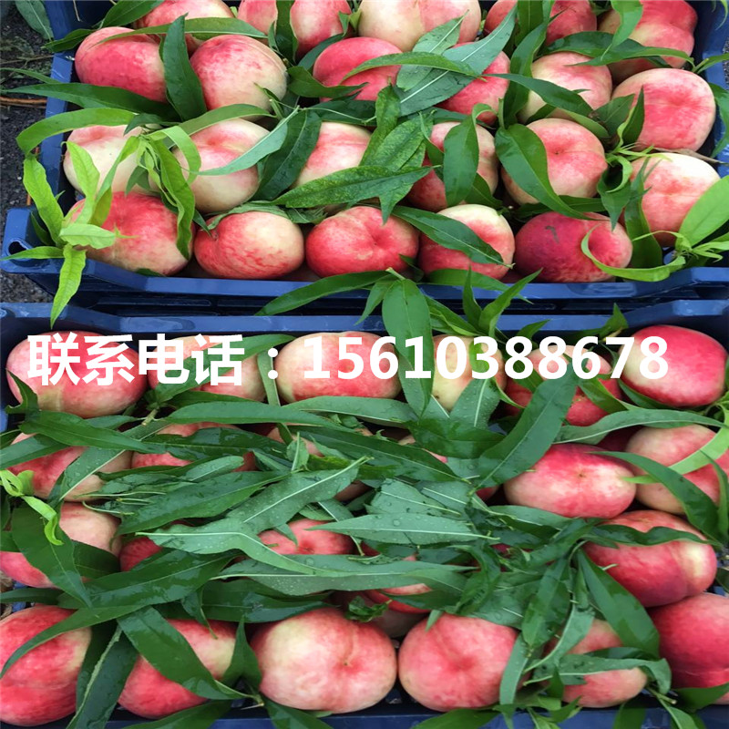 桃樹小苗一畝地栽多少棵、桃樹小苗圖片