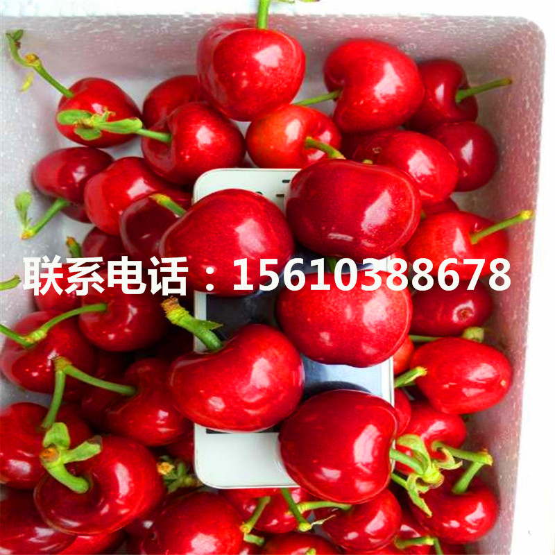 1557498217017798000-0.jpg