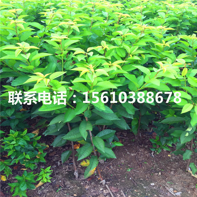 求購(gòu)櫻桃小苗、櫻桃小苗價(jià)格