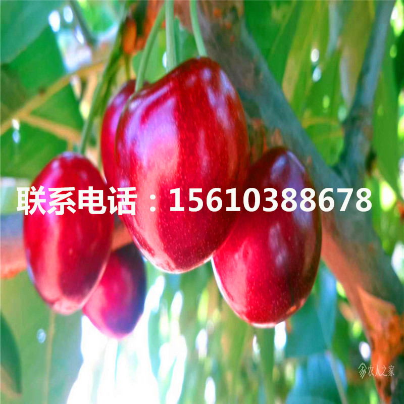 櫻桃小苗多少錢一棵、櫻桃小苗哪里有賣