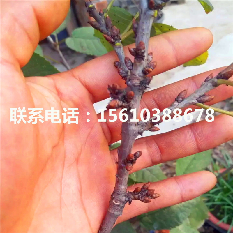 新品種櫻桃小苗、櫻桃小苗種植技術(shù)