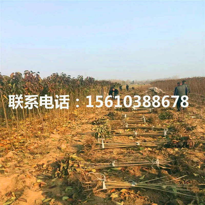 櫻桃小苗多少錢一棵、櫻桃小苗哪里有賣