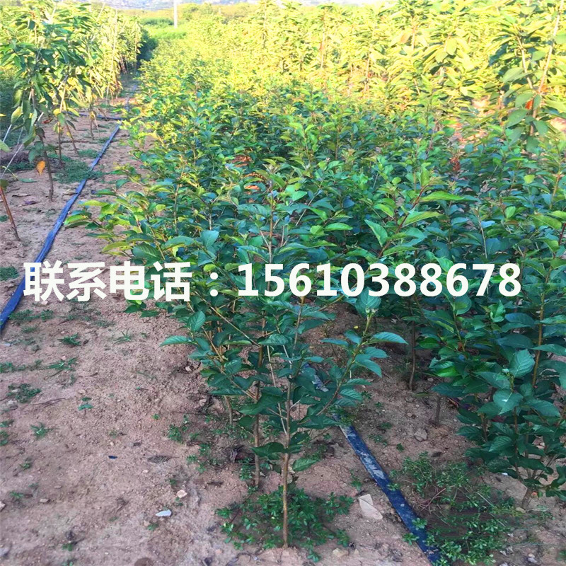 銷售櫻桃小苗、櫻桃小苗銷售價格