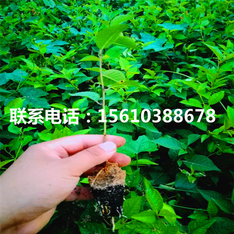 櫻桃小苗廠家、櫻桃小苗包郵價(jià)格