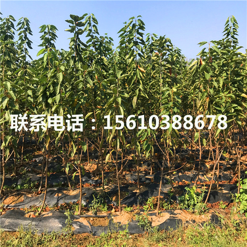 新品種櫻桃小苗、櫻桃小苗種植技術(shù)