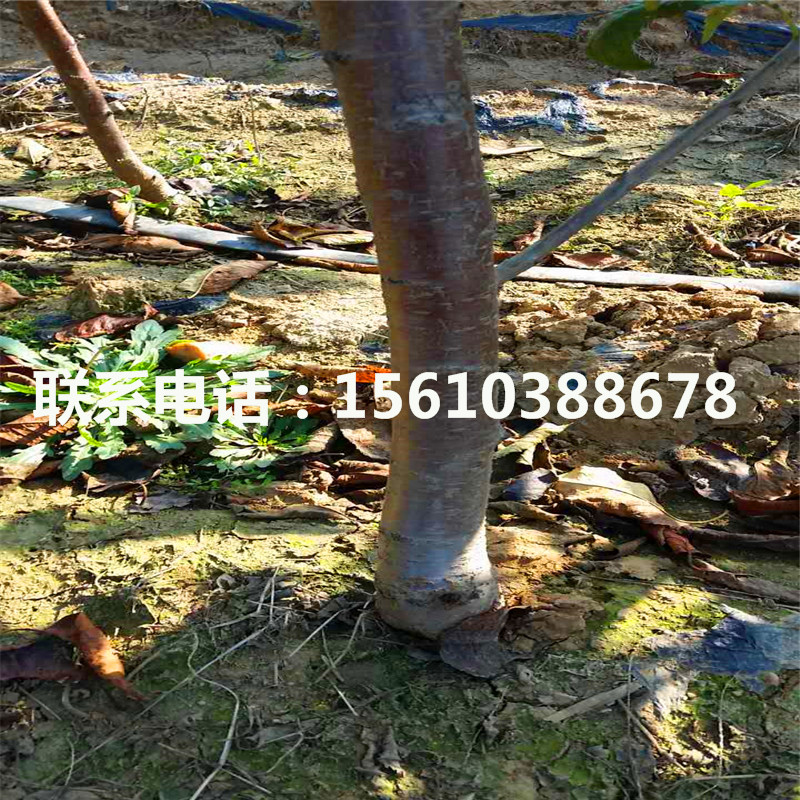 哪里有賣櫻桃小苗、櫻桃小苗價(jià)格及報(bào)價(jià)
