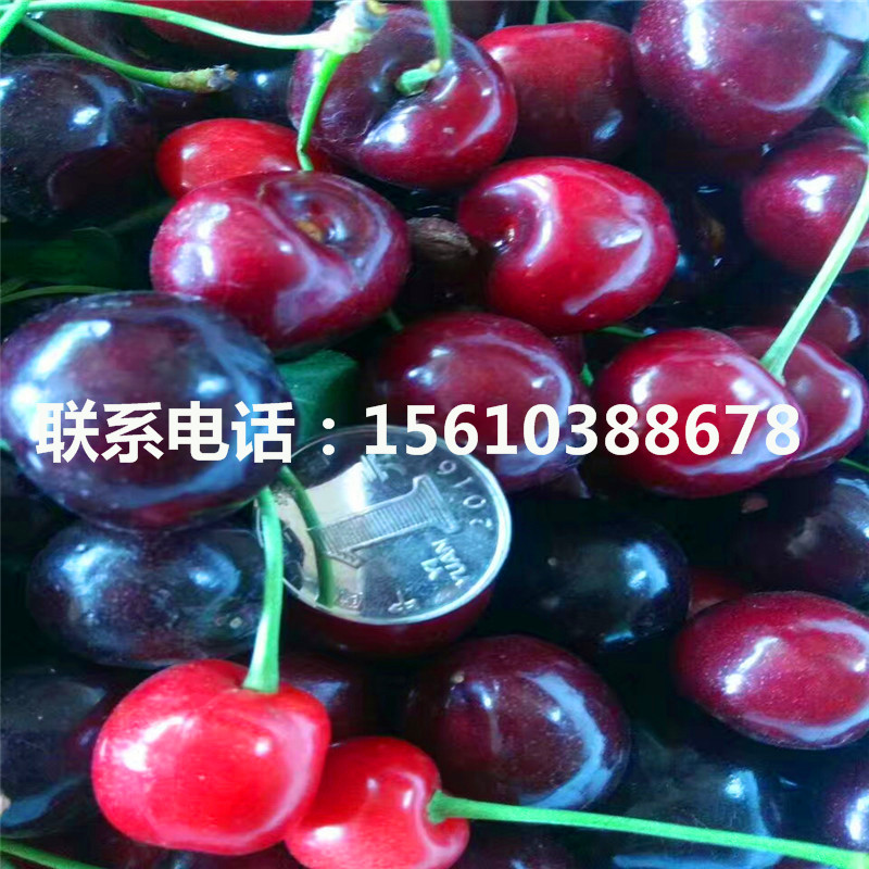 銷售櫻桃小苗、櫻桃小苗銷售價格