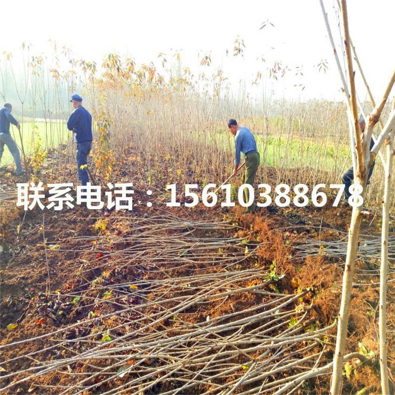哪里有賣櫻桃小苗、櫻桃小苗價(jià)格及報(bào)價(jià)