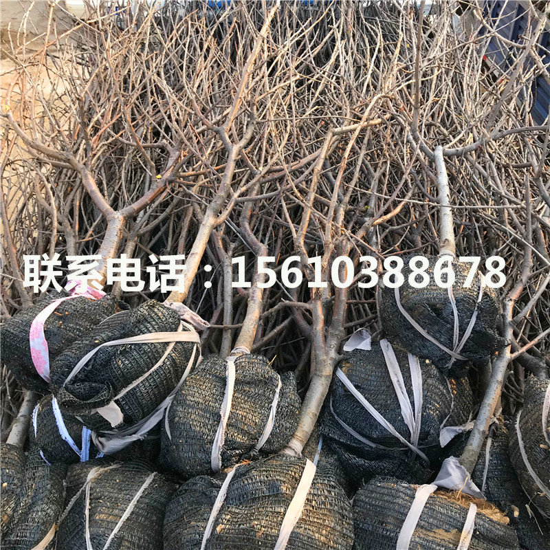 櫻桃小苗多少錢一棵、櫻桃小苗產(chǎn)量多少