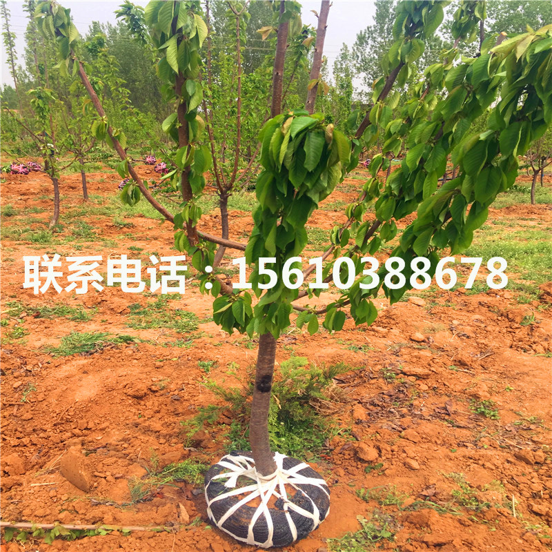 櫻桃小苗廠家、櫻桃小苗包郵價(jià)格